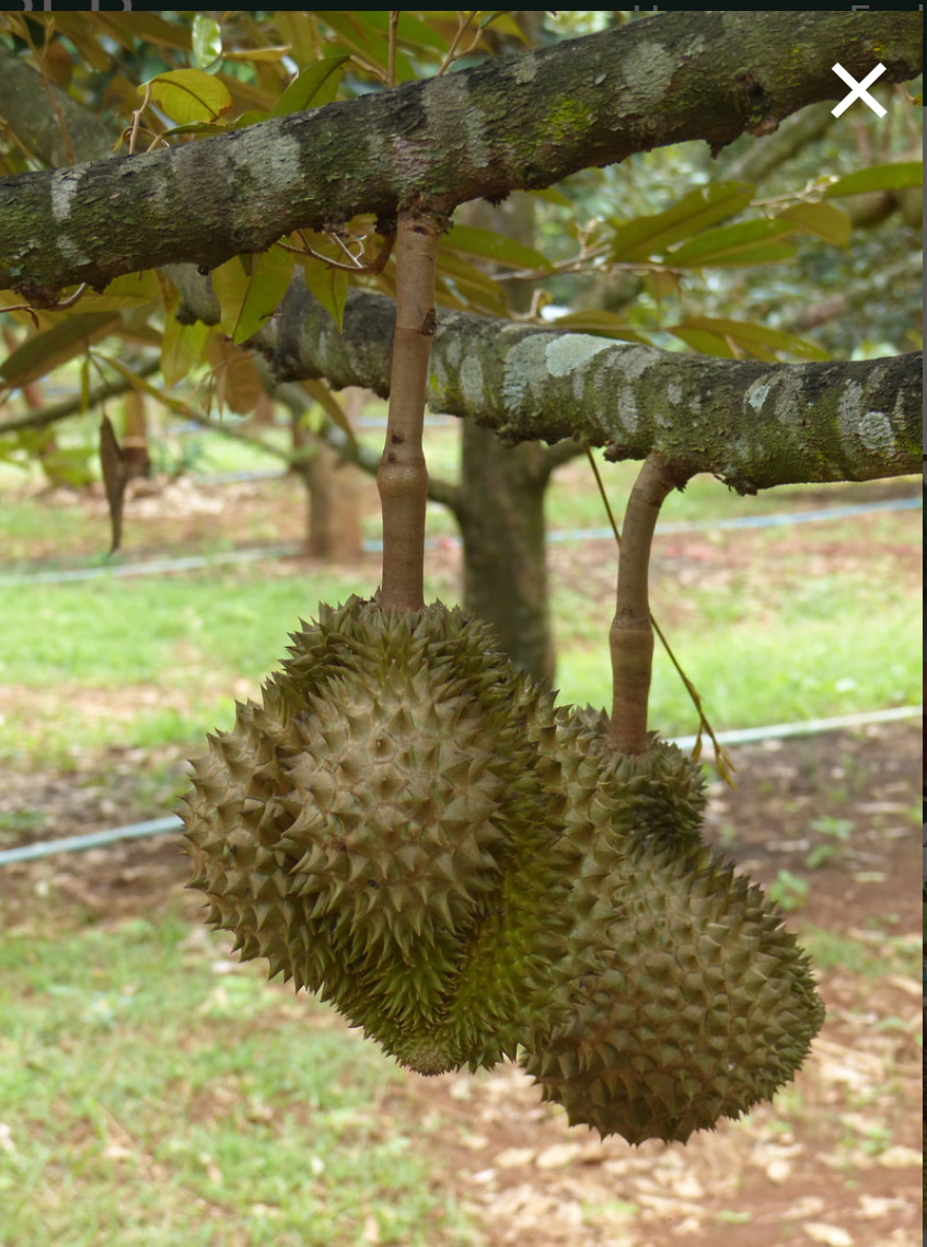 durian-2